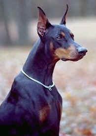 doberman