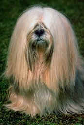 lhasa apso