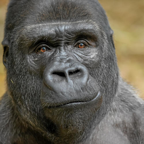 Gorillas
