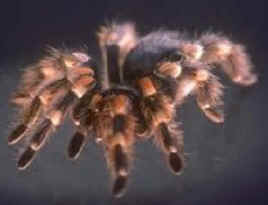 tarantula