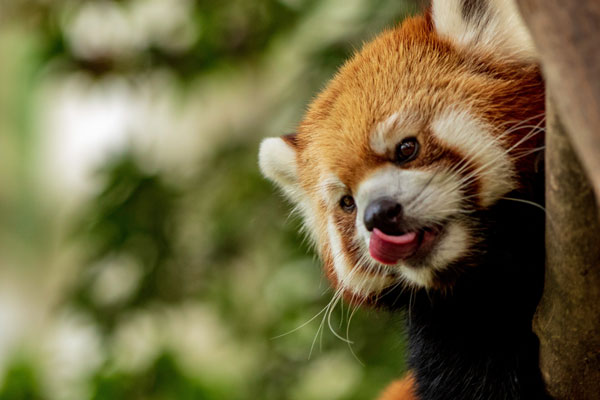 A Red Panda