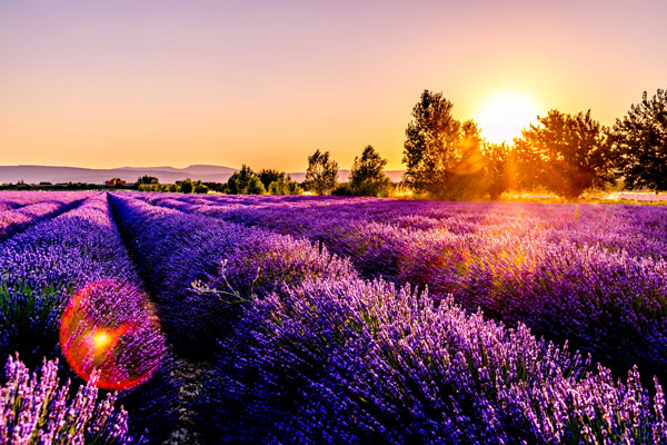 Lavender Field