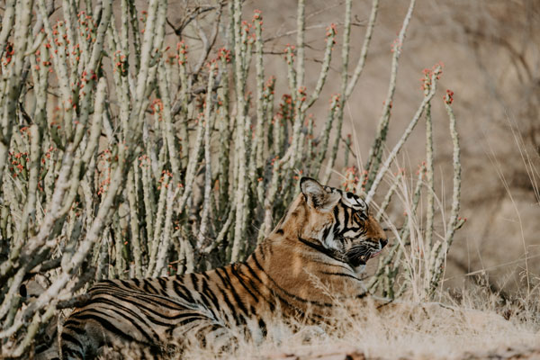 A Tiger