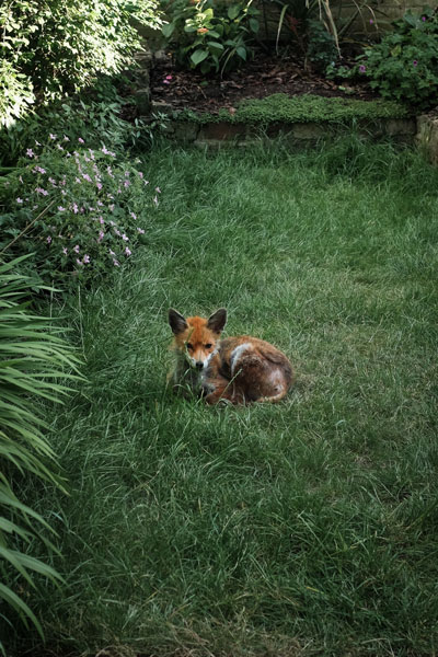 fox in a garden