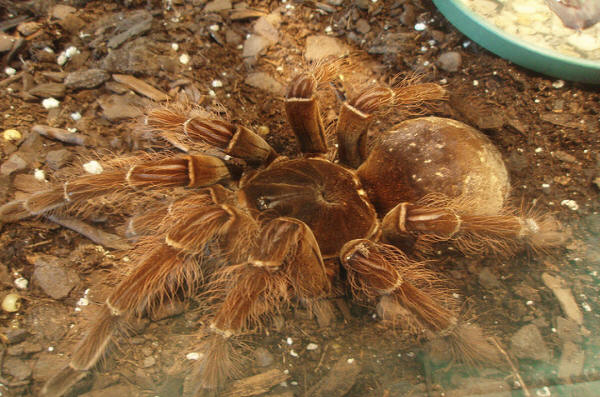giant bird-eating spider