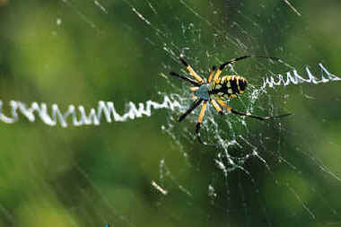 VENOMOUS SPIDERS?