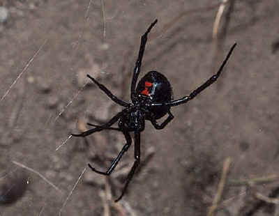 black widow spider