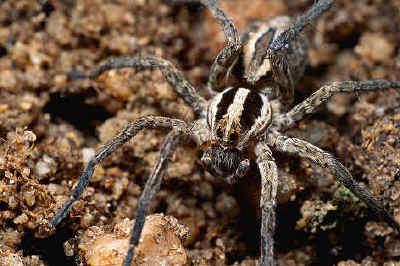 body of a spider
