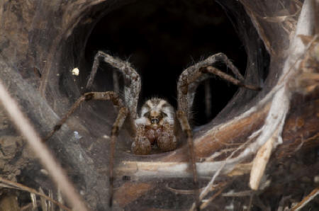 brown recluse spider
