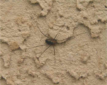 daddy long legs