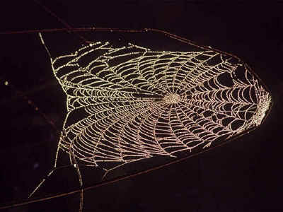 spider web