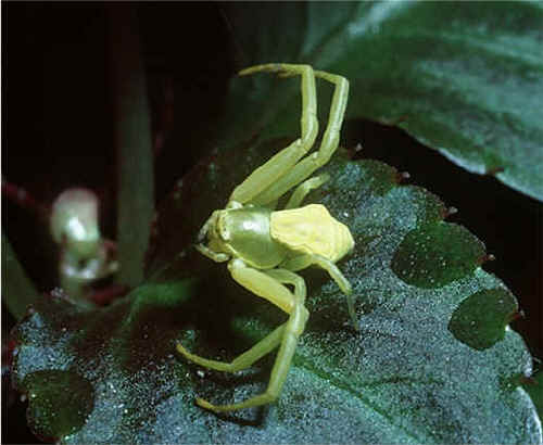 spider facts