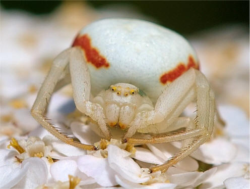 goldenrod crab spider