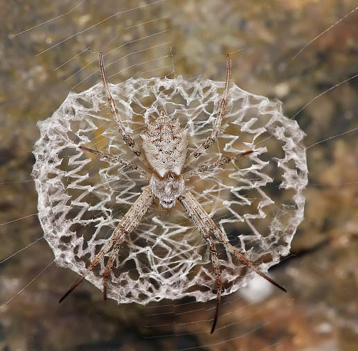 orb weaver spider