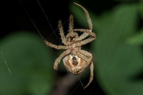 orb web spider