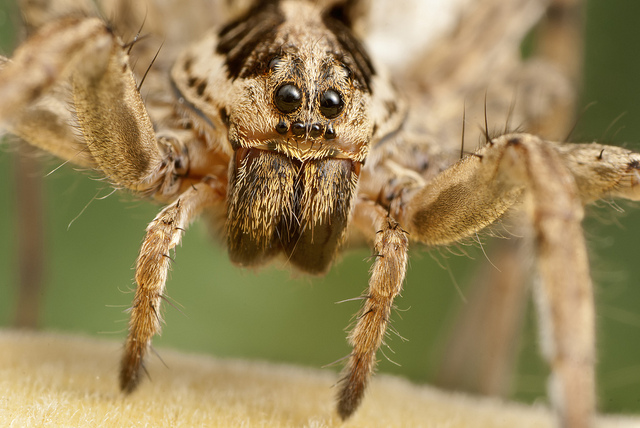 wolf spider eyes