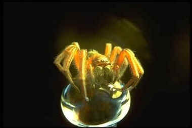 spider