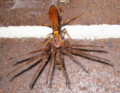 spider wasp
