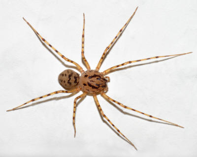spitting spider - source:  wiki commons
