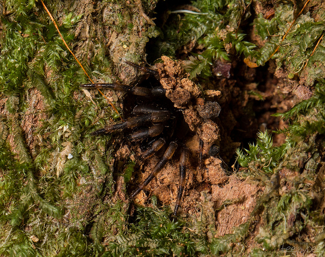 trap-door spider