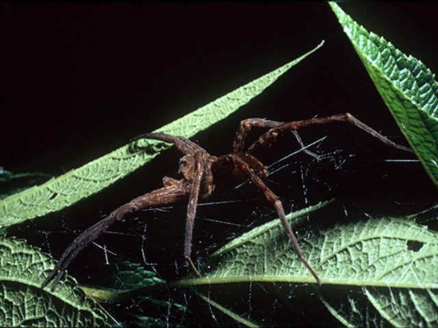 wolf spider