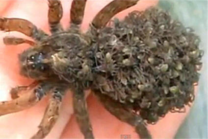 wolf spider with babies