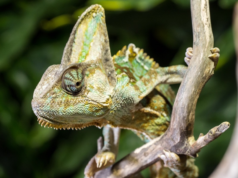 Chameleon