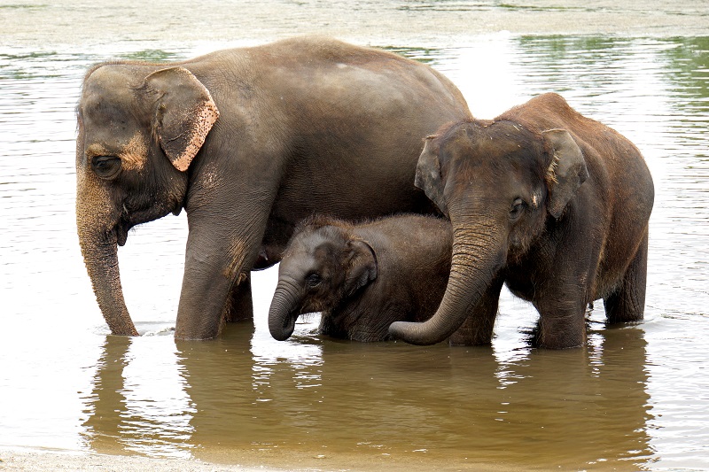 Asian Elephant
