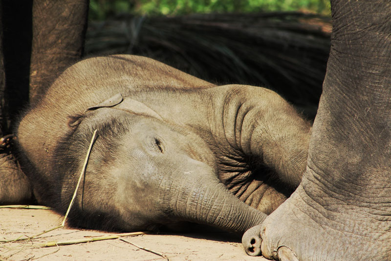 Sleeping Elephant Calf