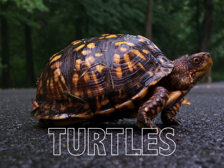 Eastern Box turtle on the road