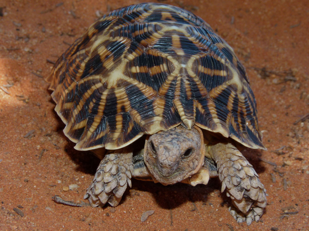 Tent tortoise walking