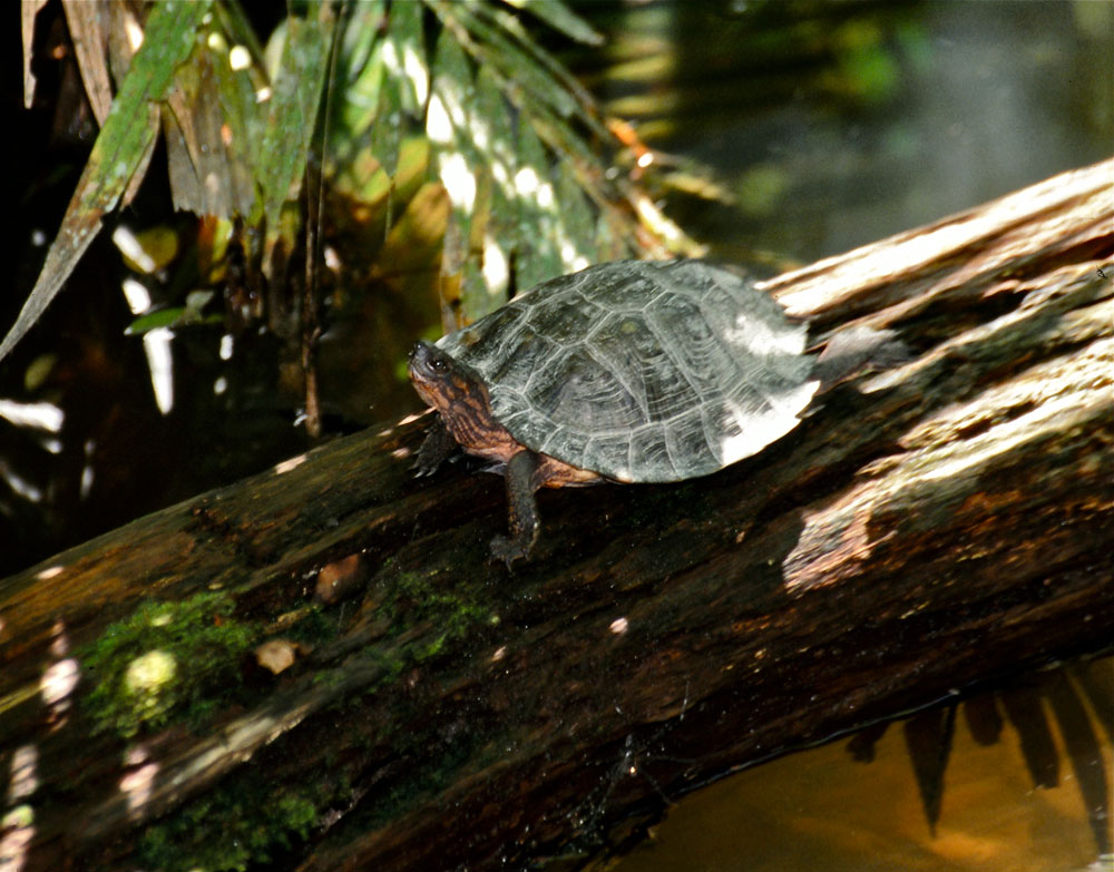 Spiny turtle basking in sun