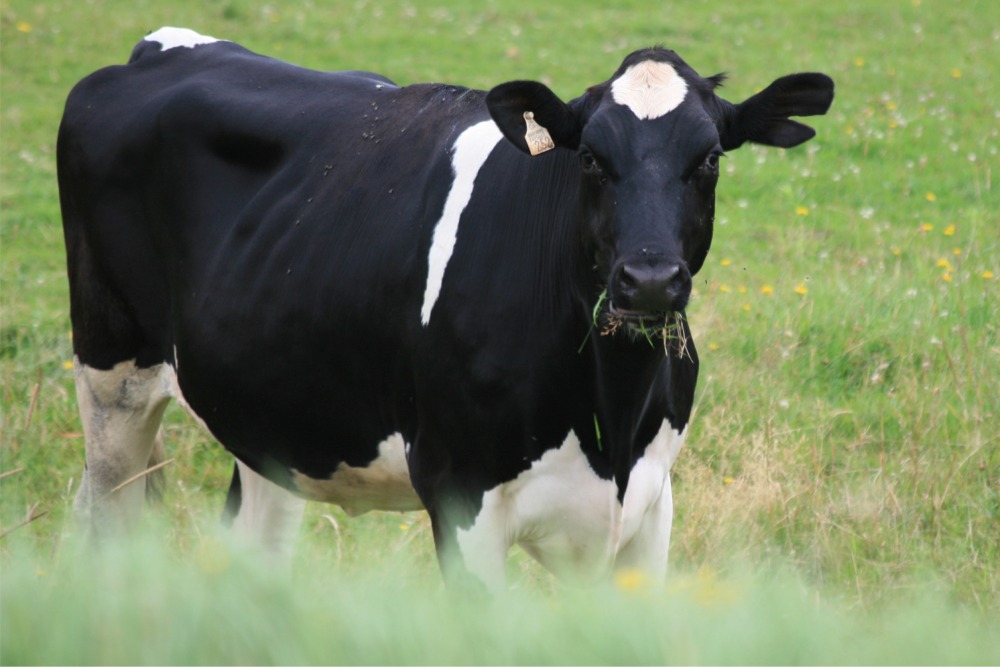 dairy cow