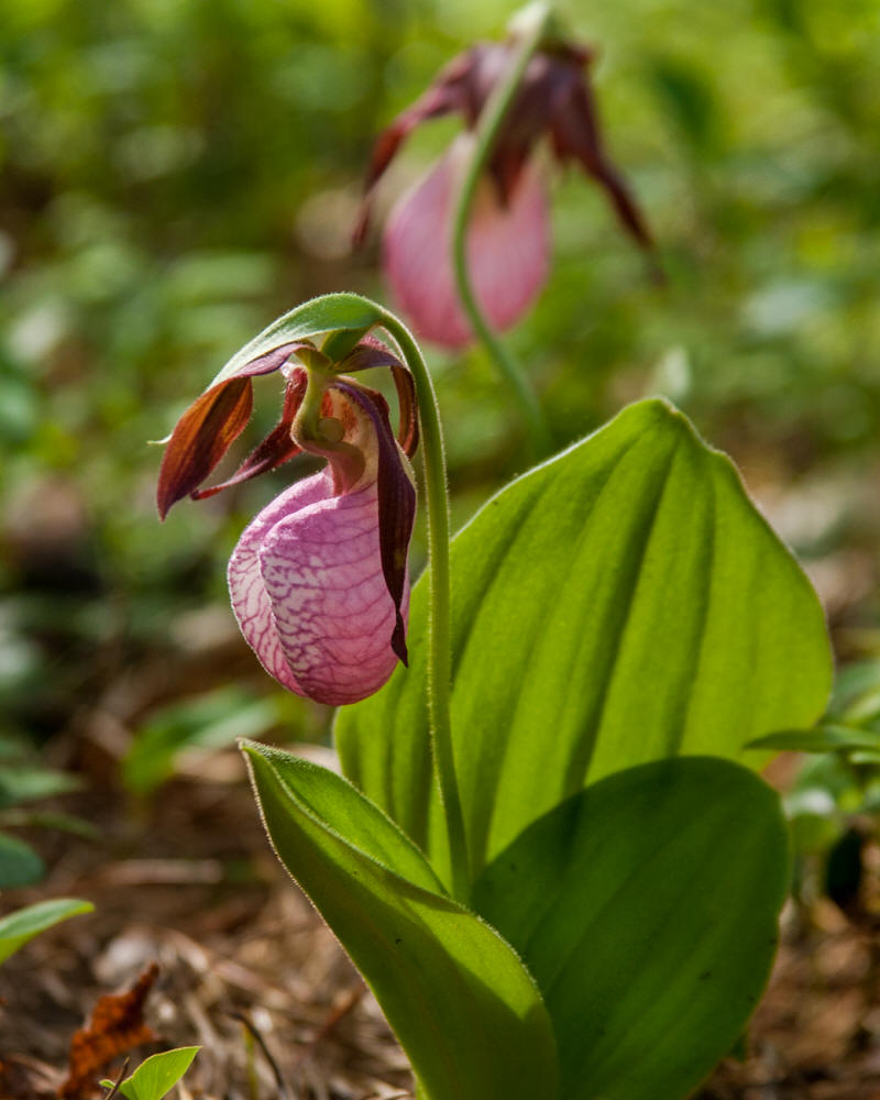 New Brunswick's Provincial Flower - Purple Violet