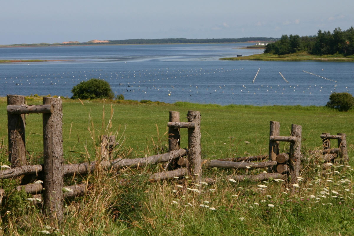 oysters in PEI