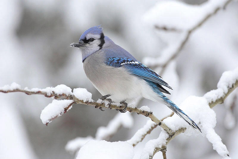 Canada Blue Jays