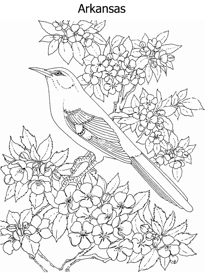 yellowhammer bird coloring pages - photo #41