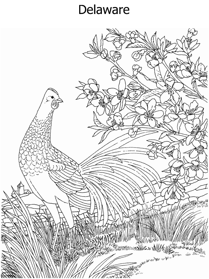 ga state bird coloring pages - photo #44