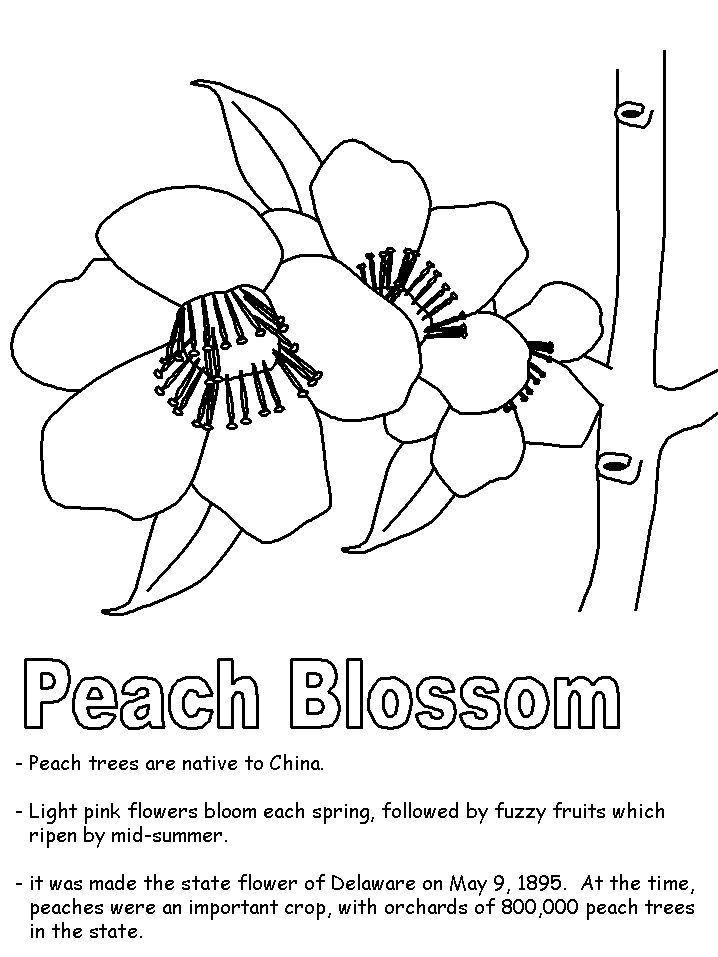 Peach Blossom Coloring Page