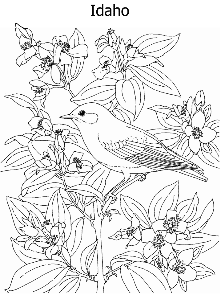 State Birds and Flowers Coloring Pages