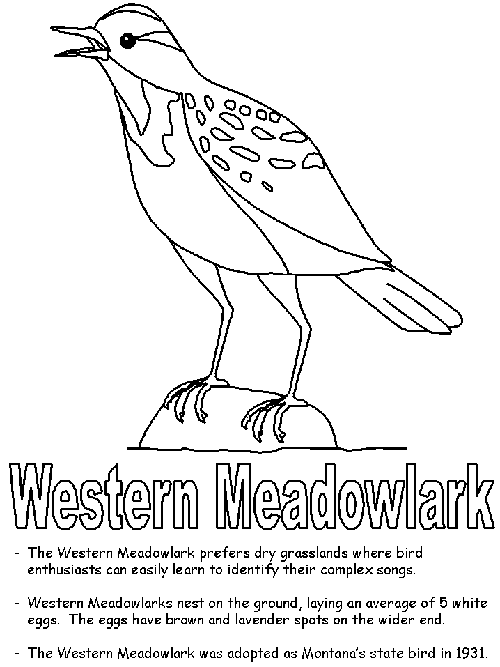 montana state bird coloring pages - photo #3