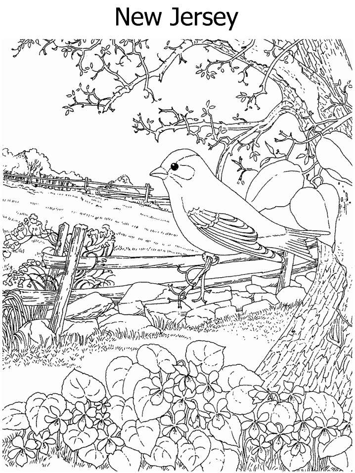 maine state bird and flower coloring pages - photo #20