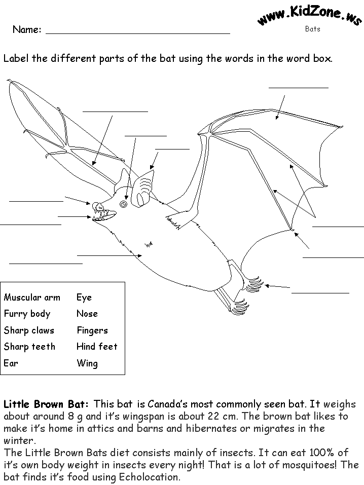 Bat Activity Sheets Label A Little Brown Bat Beginner 