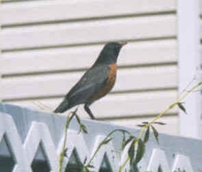 American Robin