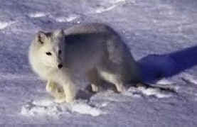 Arctic Fox