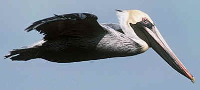 Brown Pelican