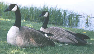 Canada Geese