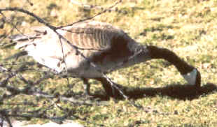 Canada Goose Feeding