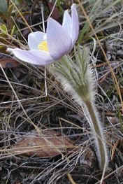 Manitoba flower