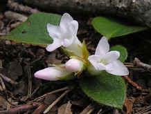 Nova Scotia flower